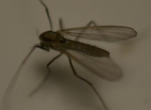 Tanytarsini